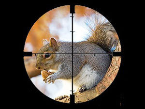Kill squirrel by shooting