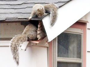 How to keep flying squirrels in attic