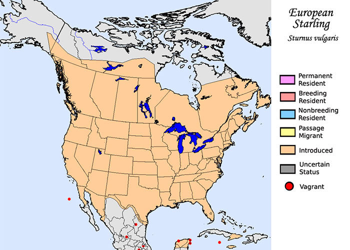 Europrean starlings distribution