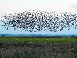 Starlings identification