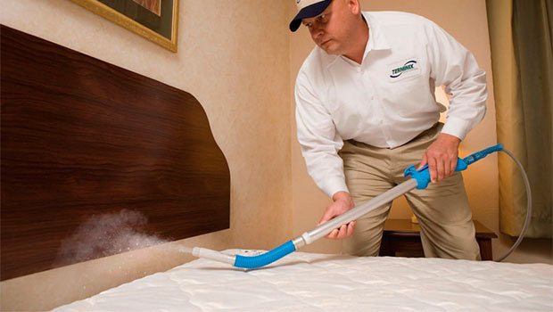 Steam bed bugs treatment