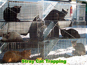 Stray cats trapping