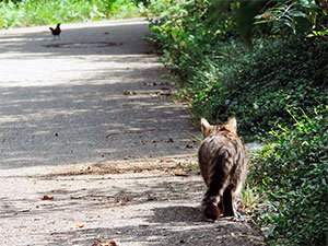 Stray cats damage