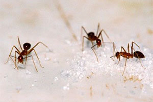 Sugar ants
