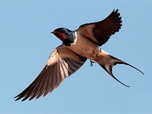 Swallow identification