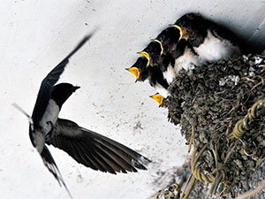 Swallow nest