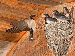 Swallow nest problems