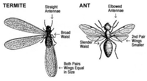 Termite VS Ant