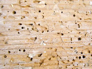 Termites on wood: infestation