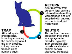 TNR program scheme