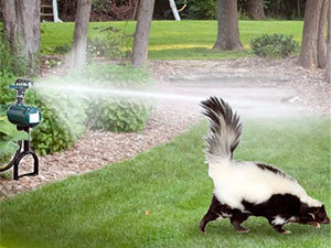 Skunks control methods: place motion activated sprinkles