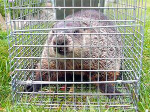 How to catch a groundhog