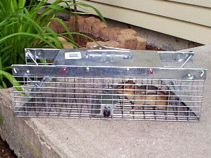 Chipmunks trapping - the best control method