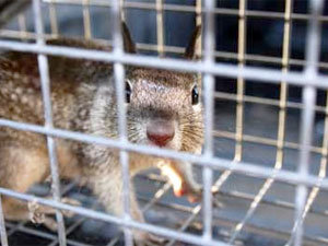 All types of cages for trapping squirrels