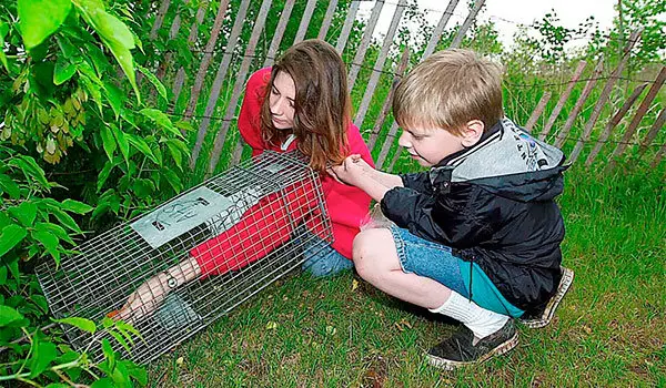 Rabbit trapping