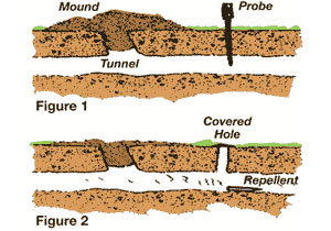 Mole's tunnels