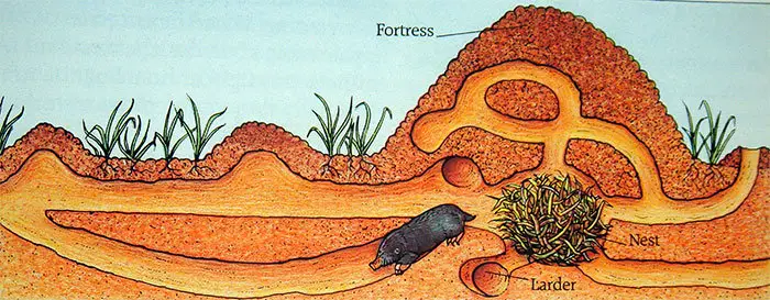 Moles deep tunnels