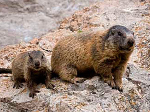 Groundhogs habitat