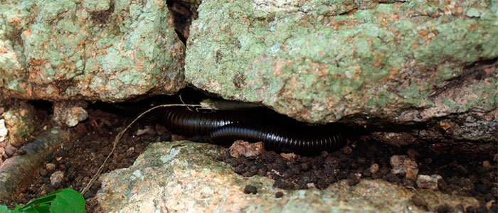 Millipedes under rock