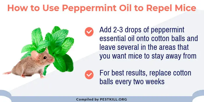 Infographic: Using peppermint oil for mice