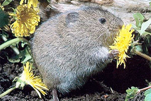 Vole in the flower bed