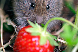 Vole and strawberry