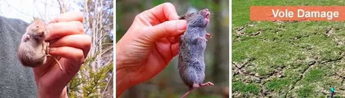 Vole in hands and vole damage