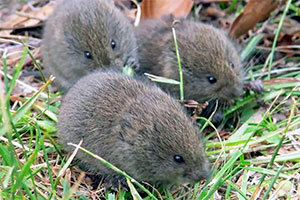 Voles in the grass