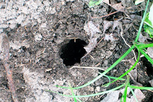 Vole hole