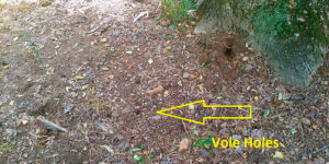 5 Steps on How to Get Rid of Voles in Your Yard in 2025