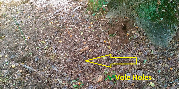 Vole holes