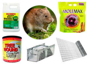 5 Steps on How to Get Rid of Voles in Your Yard in 2025