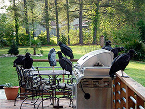 Turkey vultures in your yard