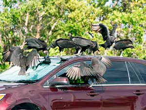 Vultures attack your car