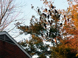 Turkey vultures on tree