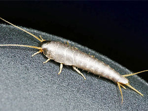 What Are Silverfish Bugs?