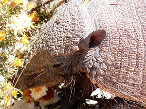 What do armadillos eat