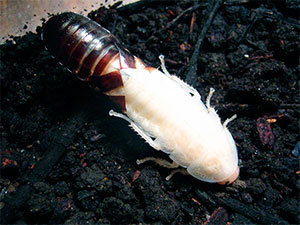 Best methods of identification and extermination of white cockroach