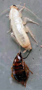 White roach