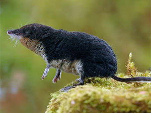 Wild shrew