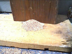 Drywood termites damage