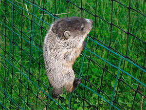 Groundhogs fence