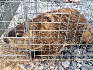 Woodchuck in trap