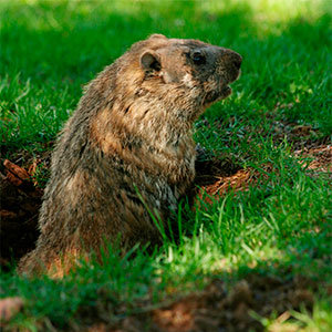 Groundhogs problems
