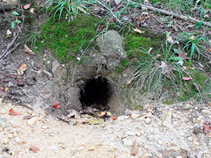 Woodchuck's hole