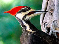 Top 4 woodpecker control products