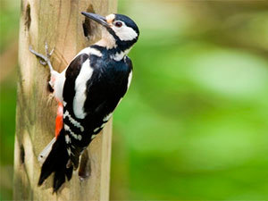 Woodpecker on tree