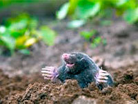 Yard Mole