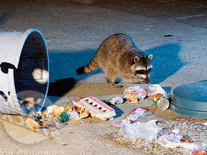 Step 1: Step 1. Keep the yard food-and-trash-free