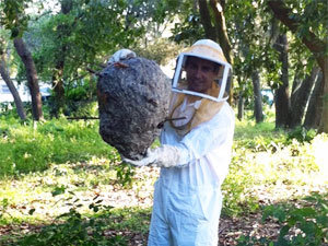 Yellow jacket paper nest structure